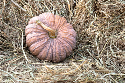 High angle view of pumpkins on field