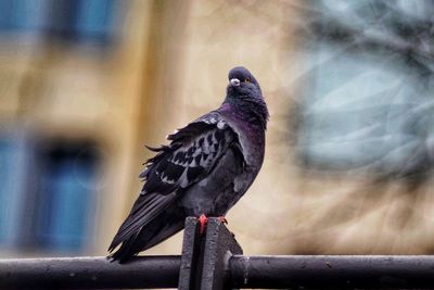 Close-up of pigeon perching on railing