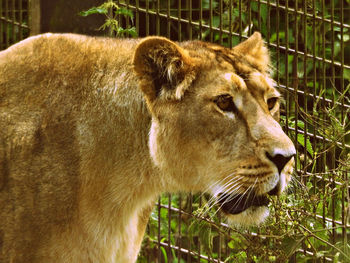 Close-up of lioness looking away