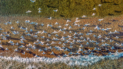 High angle view of starfish on field