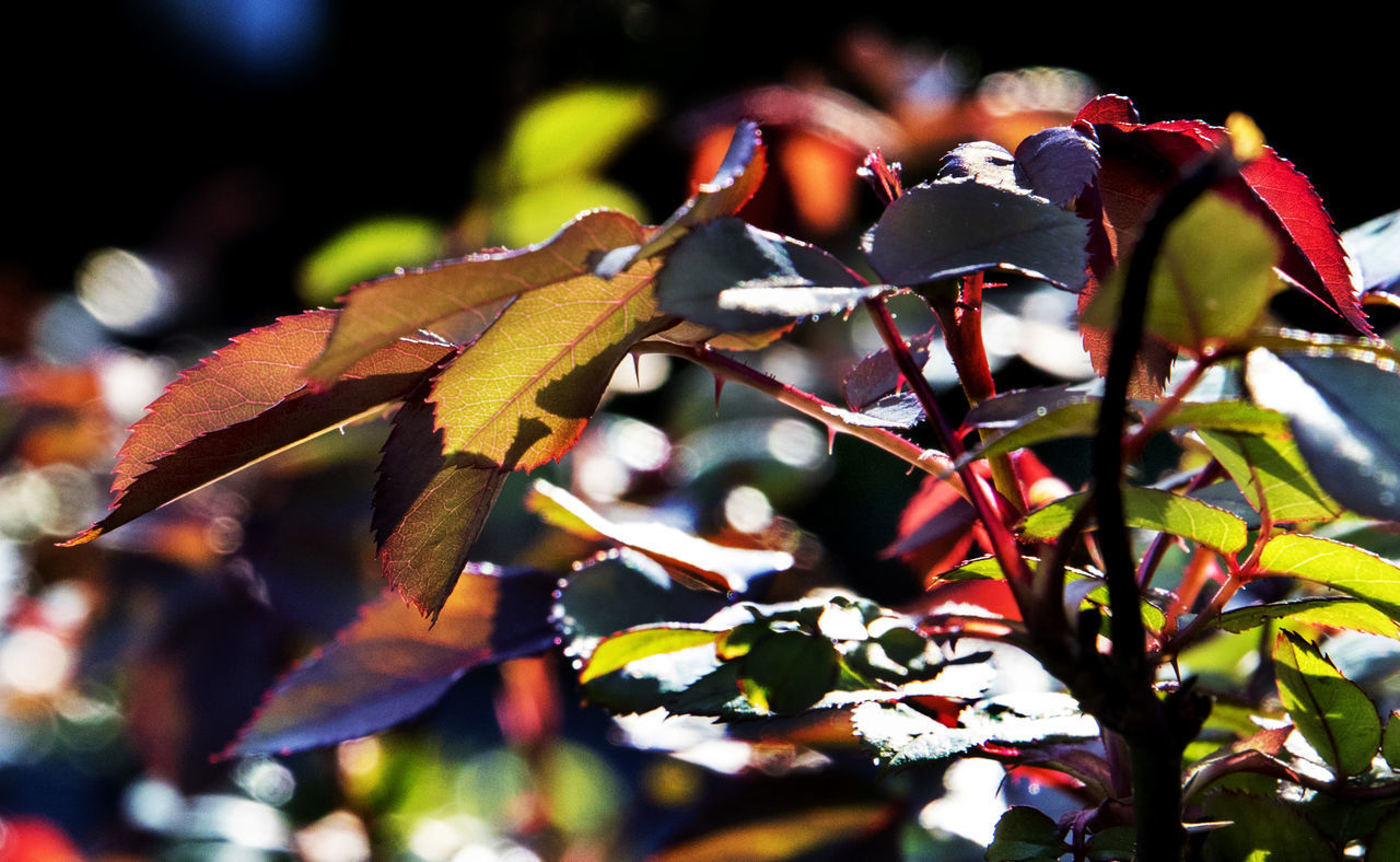 CLOSE-UP OF HOUSEFLY ON LEAVES