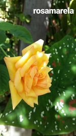 Close-up of yellow flower