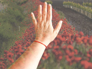 Double exposure of hand with red flowering plant on field