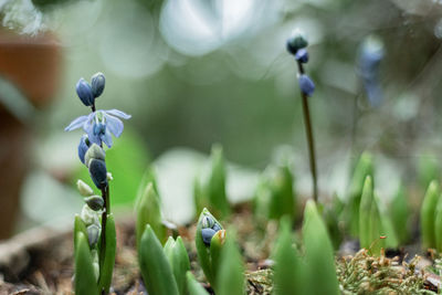 Close-up of purple flowering plant