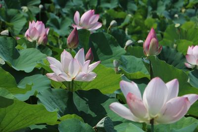 Close-up of pink lotus water lily