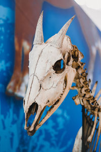 Close-up of animal skull