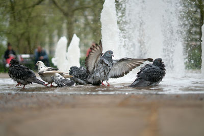 Ducks in a water