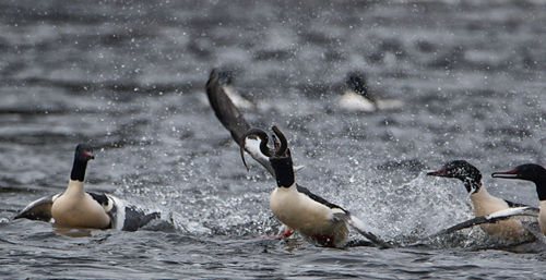 View of birds in water
