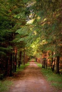 Narrow pathway along trees in forest