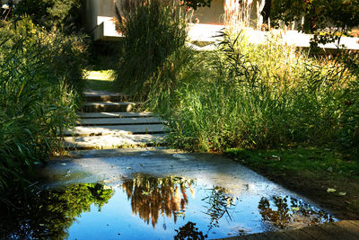 Scenic view of lake amidst trees