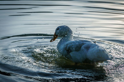 Close-up of duck swimming in lake