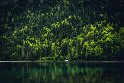 Scenic view of mountain lake in forest during autumn months