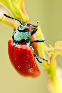 Close-up of beetle on plant