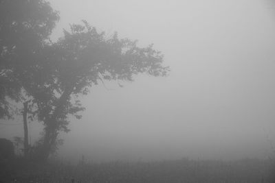 Trees on field against sky