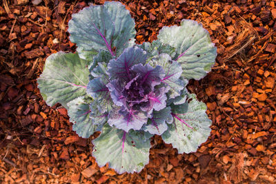 High angle view of purple flowering plant