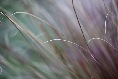 Close-up of plant