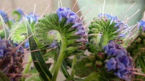 Close-up of purple flowers