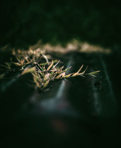 Macro shot of dry plant on field