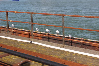 High angle view of seagulls perching on railing