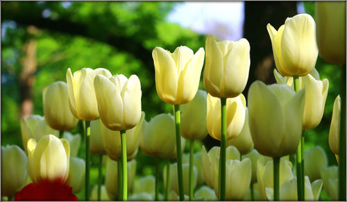 Close-up of yellow tulips blooming