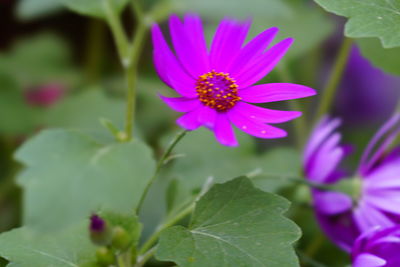 Close-up of pink flower