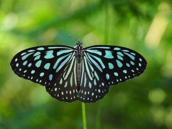 Close-up of butterfly on flower