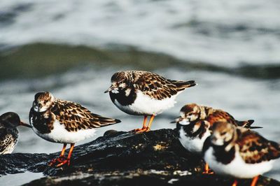 Close-up of birds in lake during winter