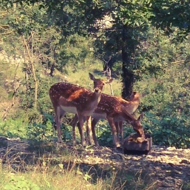 animal themes, mammal, standing, tree, field, livestock, herbivorous, domestic animals, nature, forest, full length, one animal, grass, animals in the wild, wildlife, grazing, deer, day, outdoors, brown