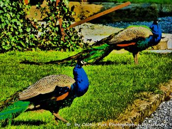 Peacock perching on grass