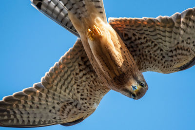 Low angle view of giraffe against clear blue sky