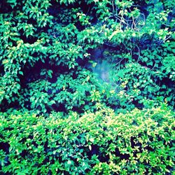 Full frame shot of green leaves