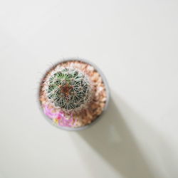 Close-up of succulent plant over white background