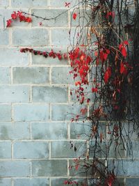 Close-up of brick wall