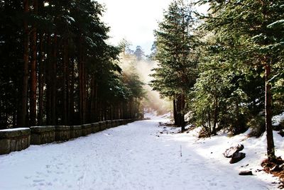 Road passing through forest
