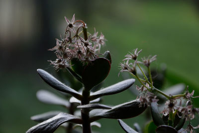 Close-up of white flowering plant