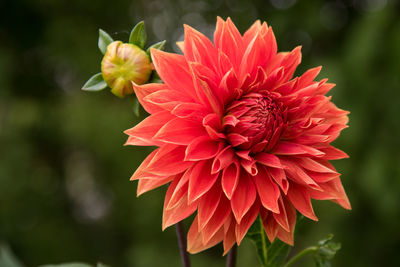 Close-up of red flowers