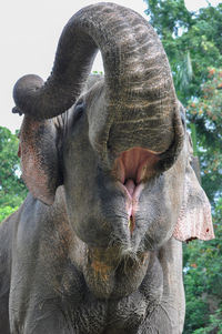 In this photo shows a sumatran elephant who is opening his mouth