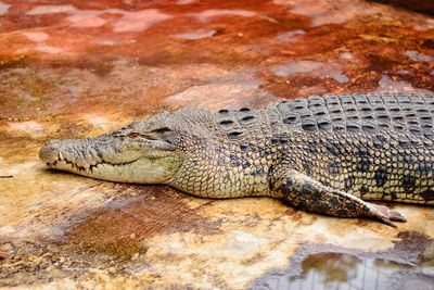 Close-up of lizard on rock in zoo