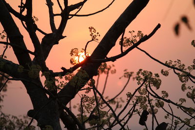 Low angle view of silhouette tree against sky