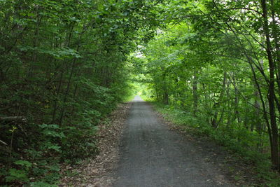 Road passing through forest