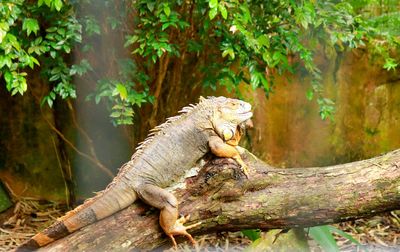 Side view of a reptile on a tree