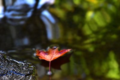 Close-up of autumn leaf on water