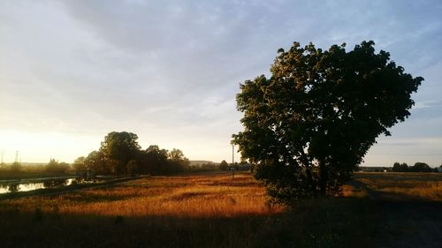 Tree on field against sky at sunset