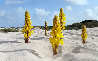 Scenic view of yellow flower on field against sky