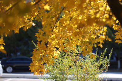 Close-up of yellow flowering plant in car