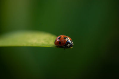 Close-up of ladybug on leaf