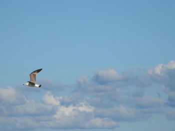 Low angle view of seagull flying in sky