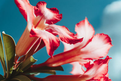 Close-up of pink rose flower