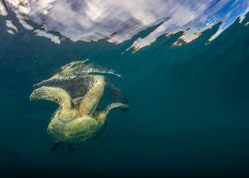 Green turtle swimming in sea