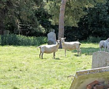 Cows grazing on grassy field